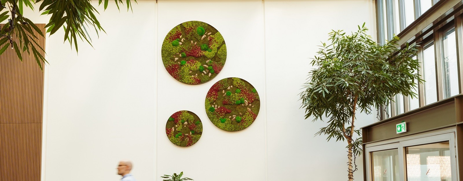 Three different sized, round moss decorations on the back wall of a lobby with a tree on the right side