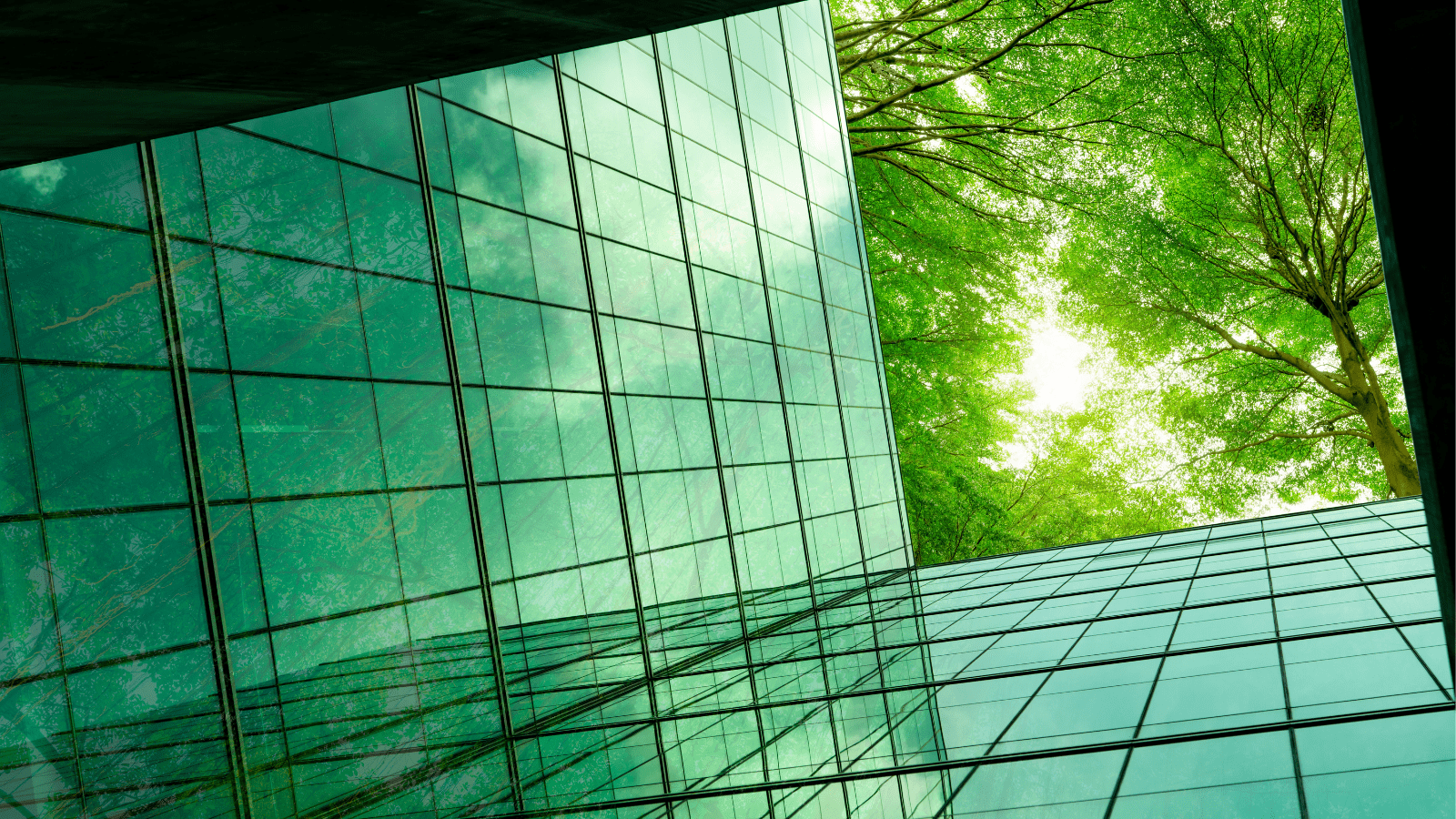 Frøperspektiv af grønne vinduer med udsyn til grønne trækroner i højre hjørne