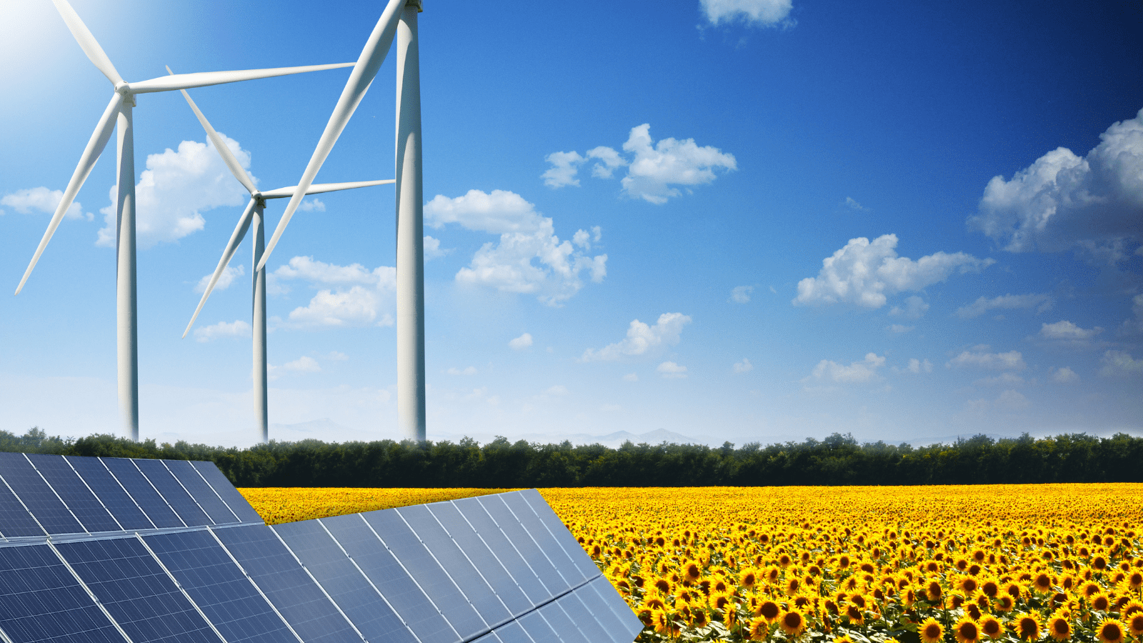 Solcellepaneler i forgrunden af en rapsmark med tre vindmøller og solskin i baggrunden