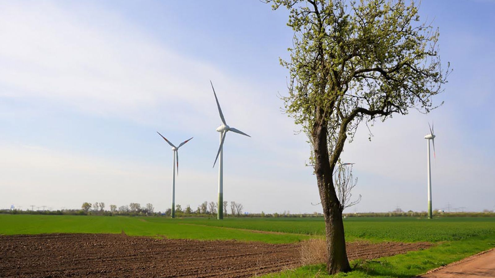 Energi, vindmøller og træ