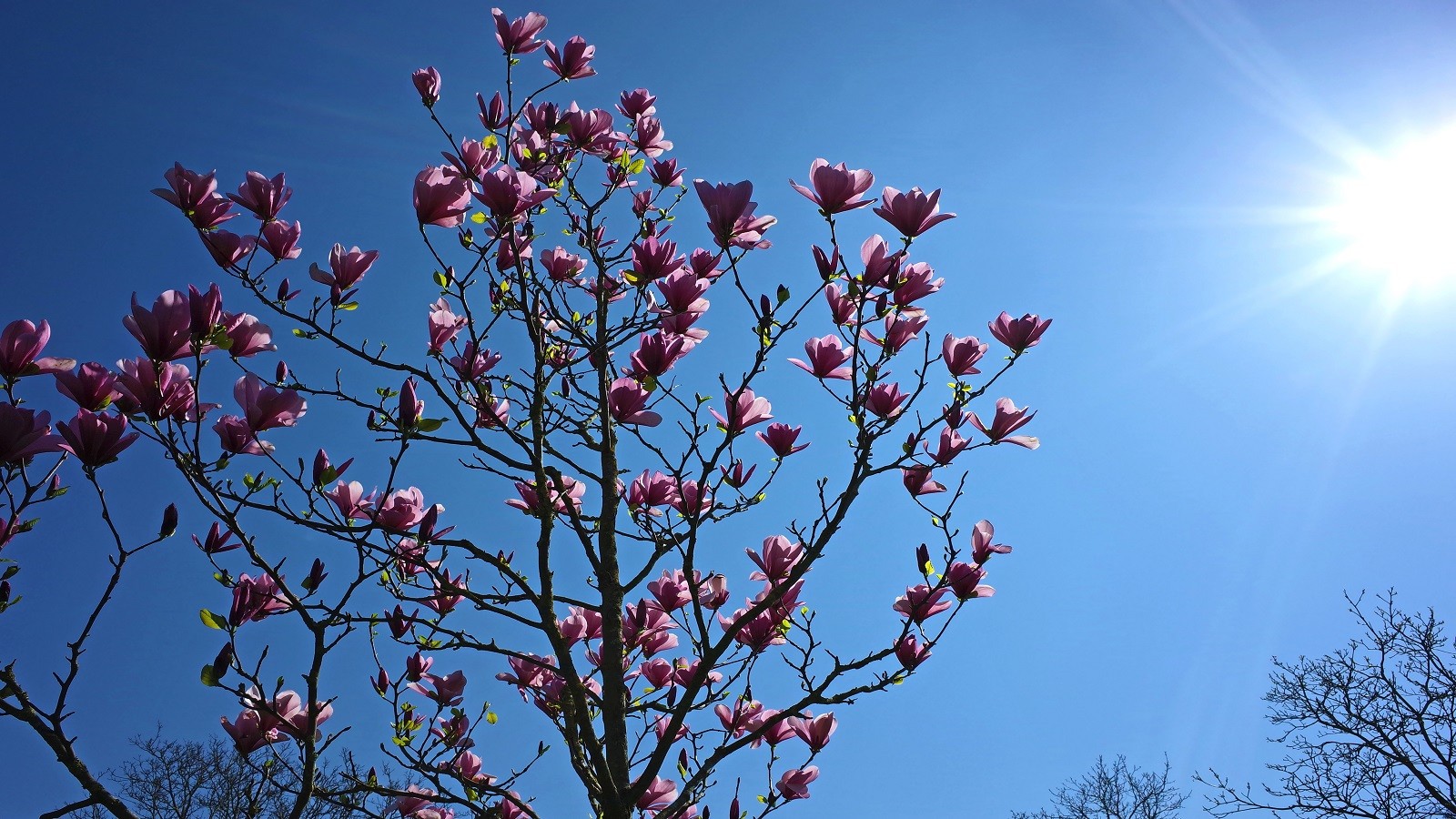 Magnolietræ og blå himmel