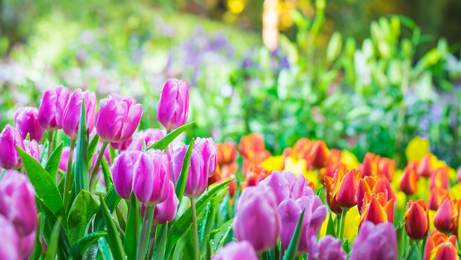 Lilla og orange tulipaner i forgrunden af andre planter og blomster