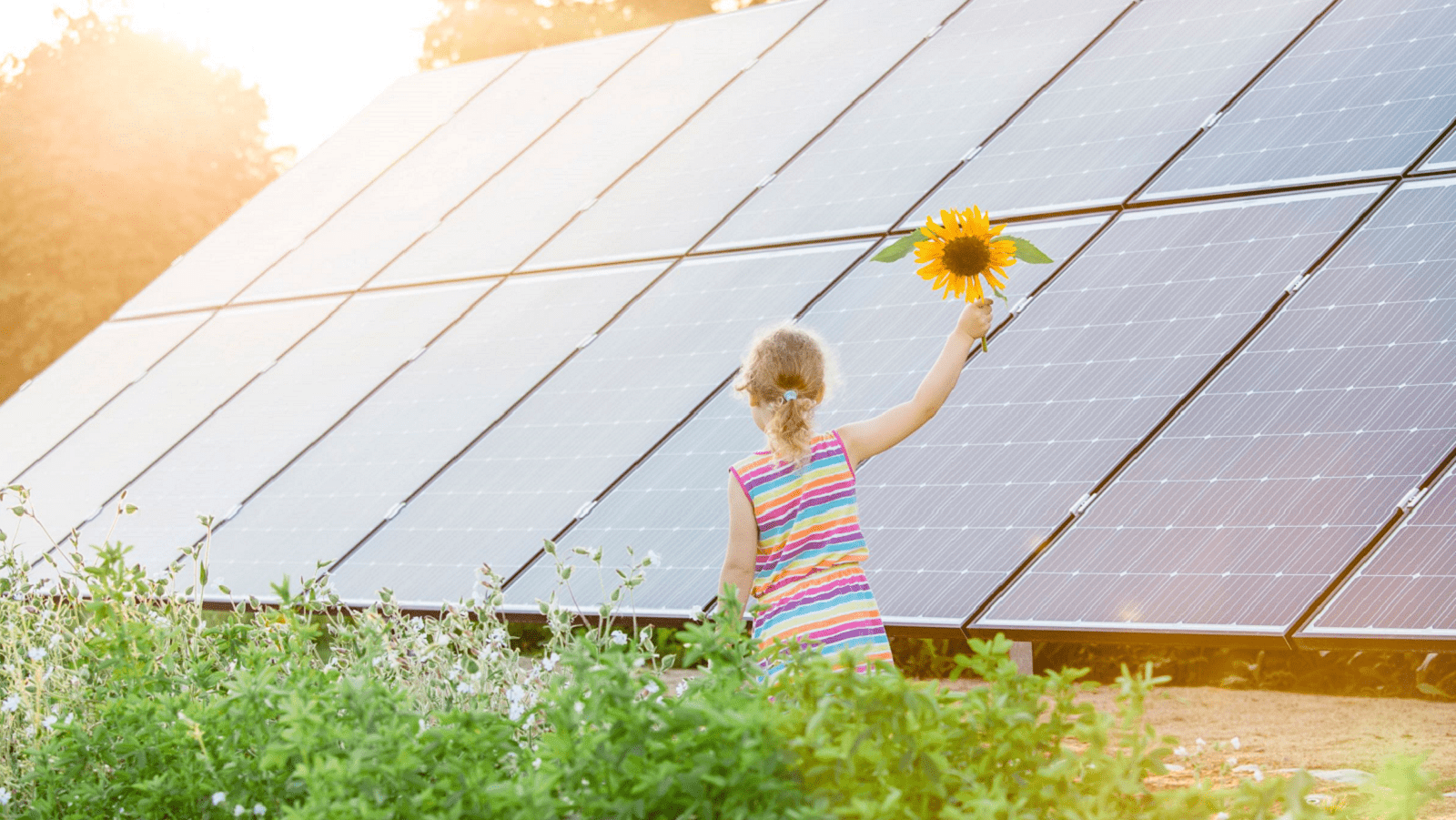 Pige med solsikkeblomst i hånden foran solcellepaneler i solskin
